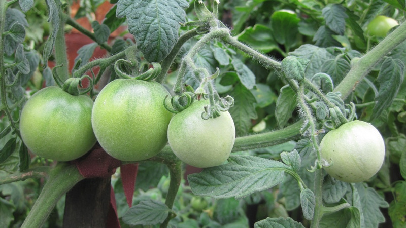 Зеленые помидоры