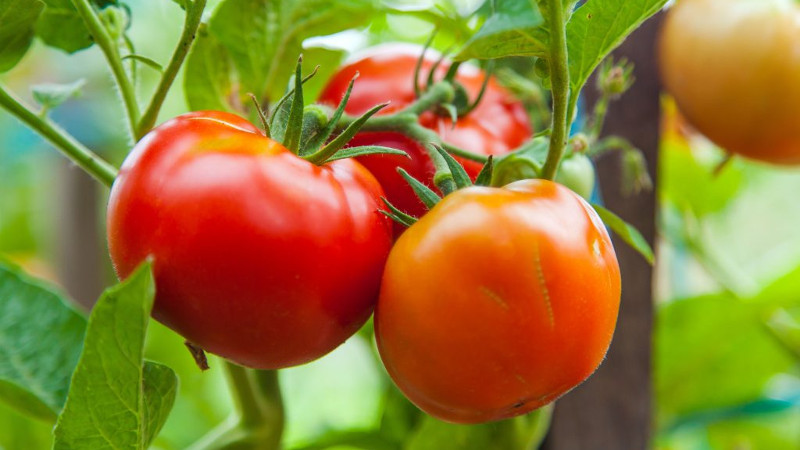 Томаты на ветке