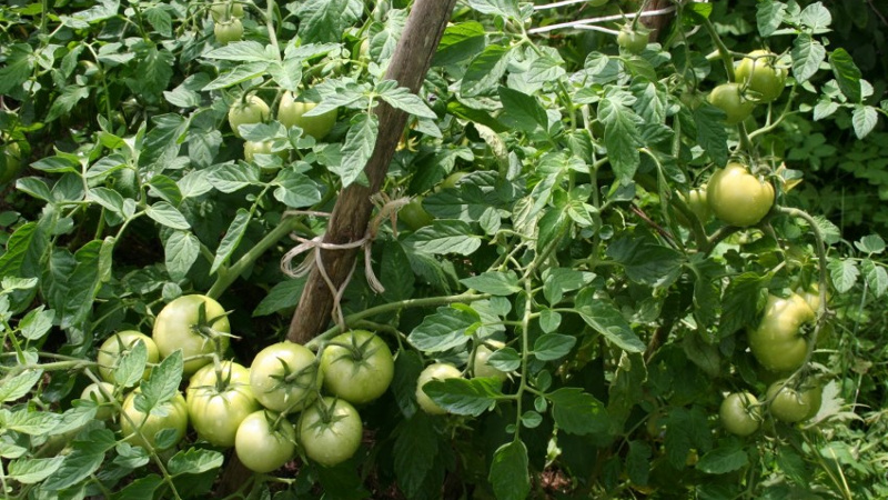 Куст томатов Белый налив
