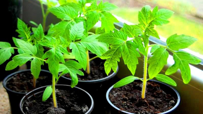 Рассада помидоров