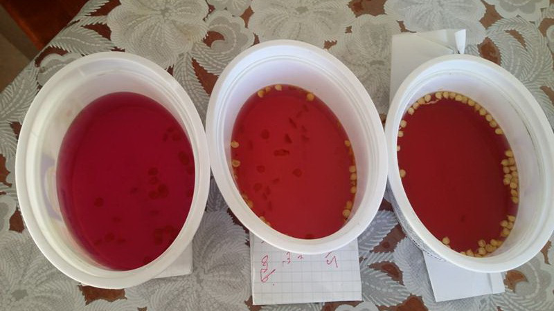 Семена помидоров