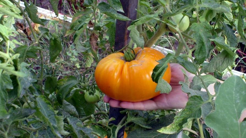 Крупные помидоры