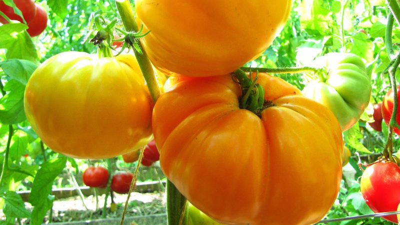 Сорт оранжевый гигант