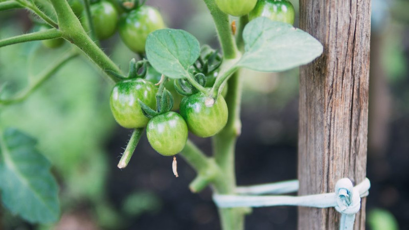 Подвязка кустов томата