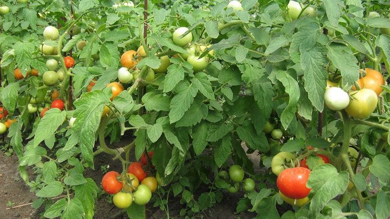 Помидоры сорта Катя