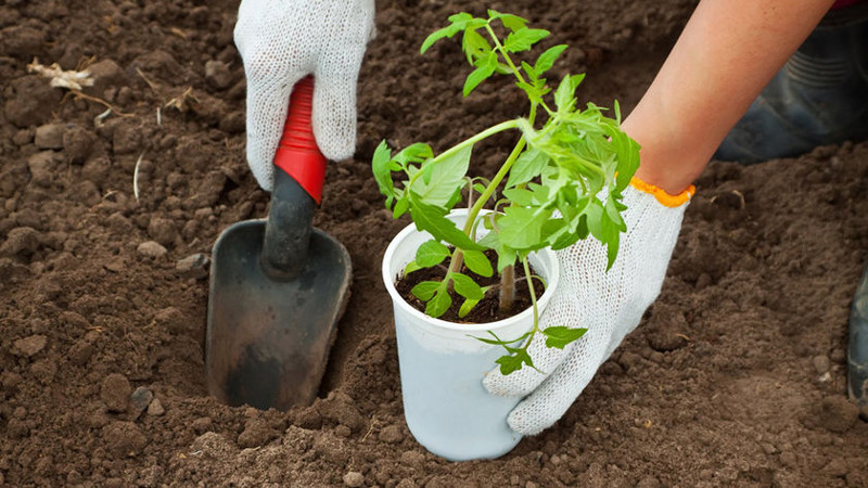 Пересадка рассады