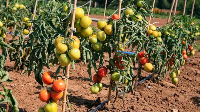 Сорт помидоров ляна с фото и описание сорта