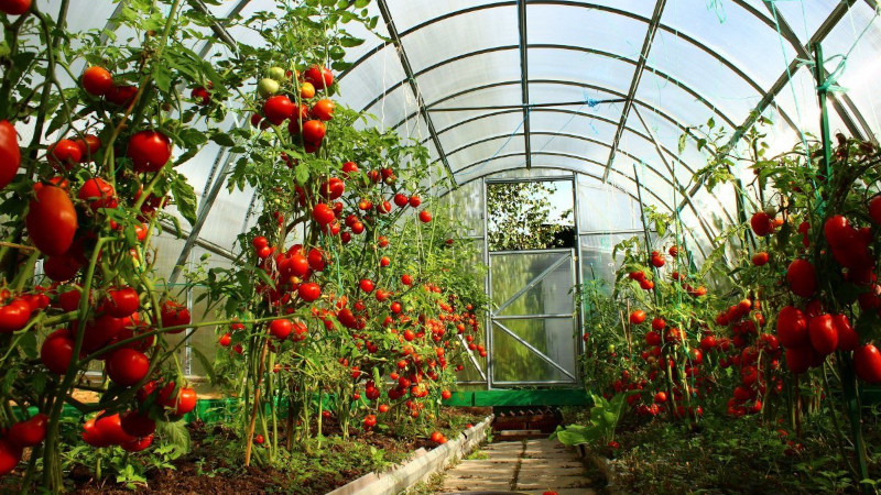 Томаты в теплице