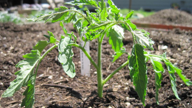 Саженец томата