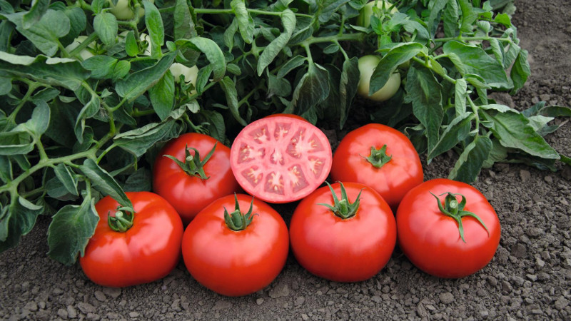 Красные томаты Супербомба