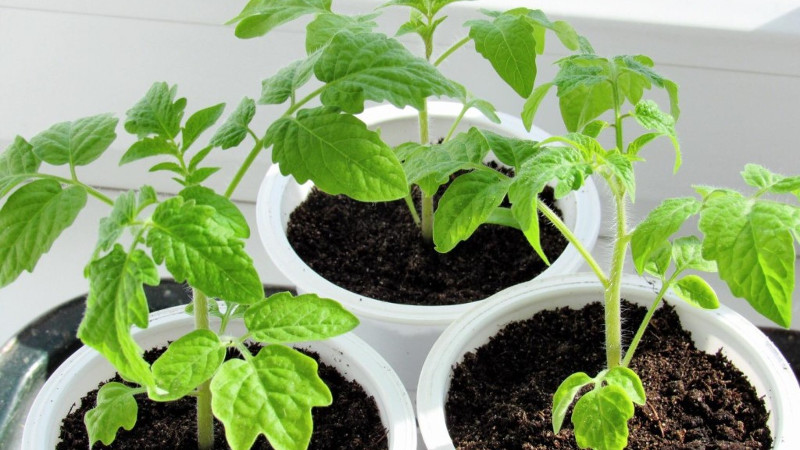 Рассада томатов Супербомба