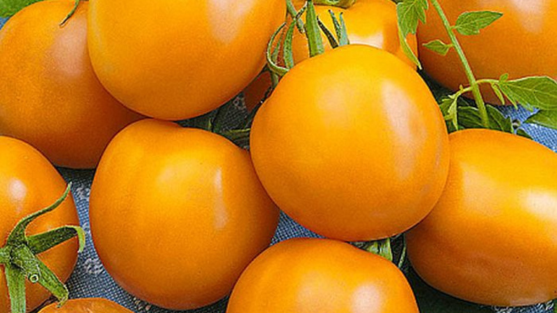 Желтые томаты