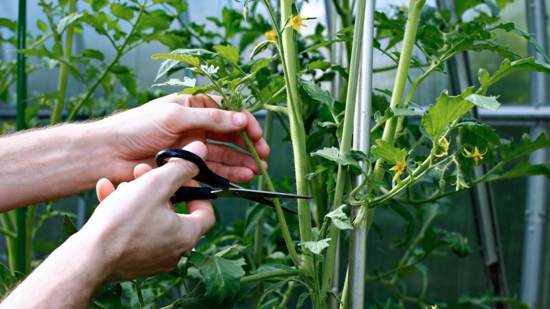 Пасынкование