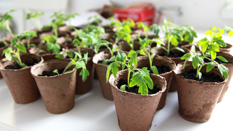 Рассада в торфяных горшочках