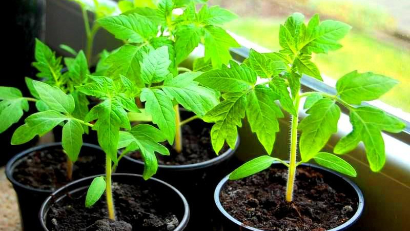 Томаты в горшочках