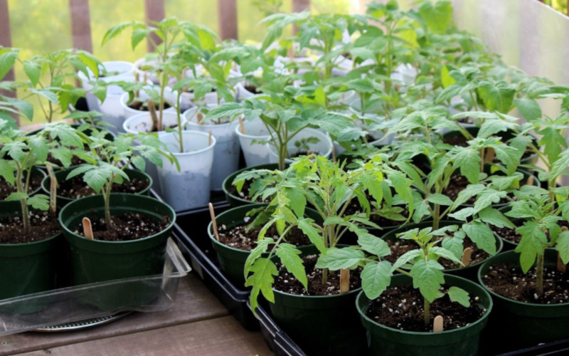 Выращивания рассады на подоконнике