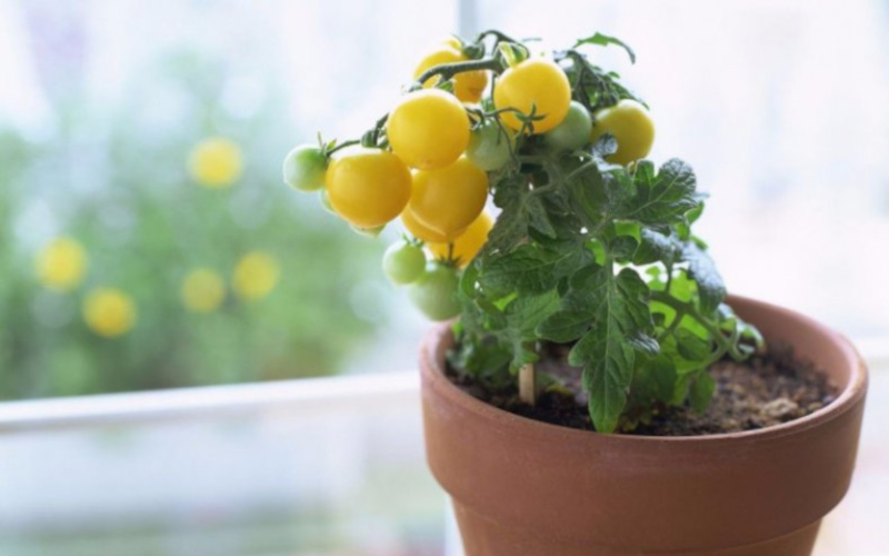 Желтые черри в горшке