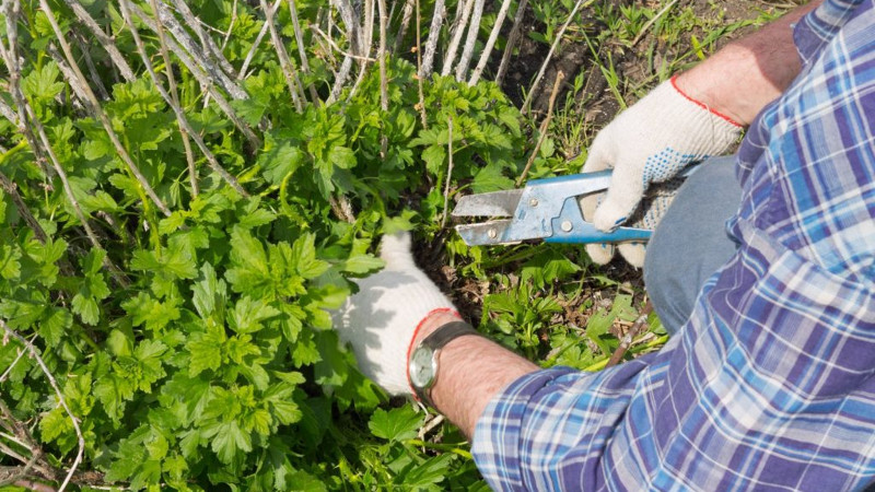 Обрезка крыжовника