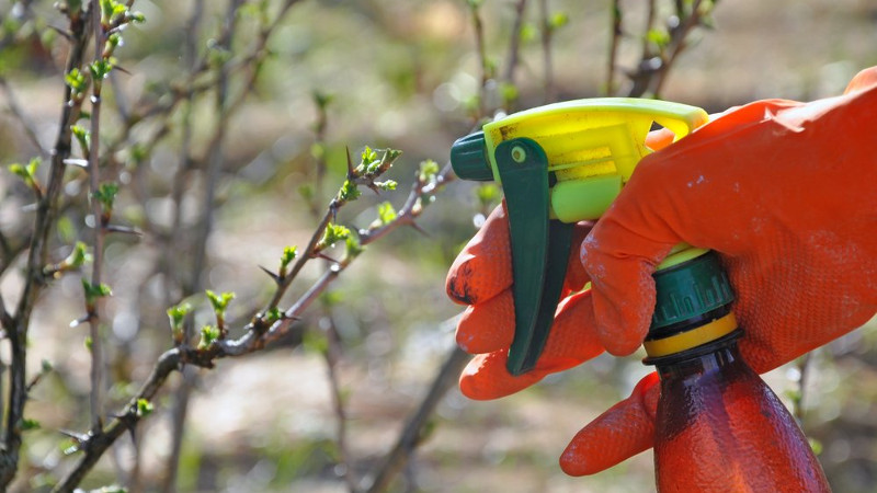 Обработка крыжовника