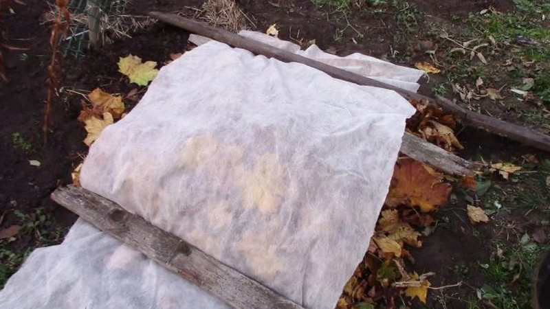 Подготовка кустарника к зиме