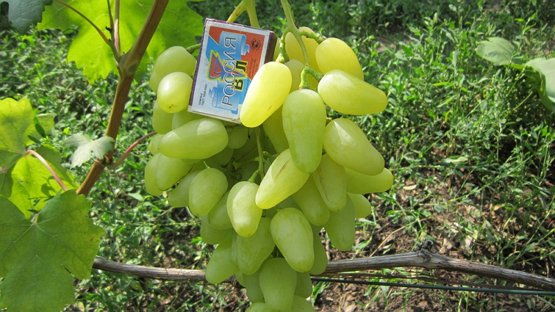 Ягоды винограда долгожданный