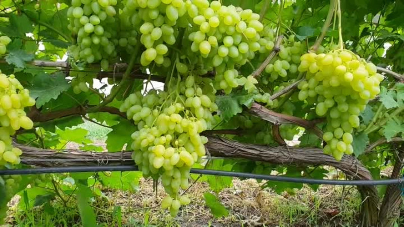 Куст винограда