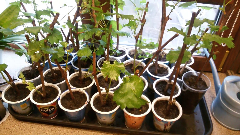 Черенки винограда