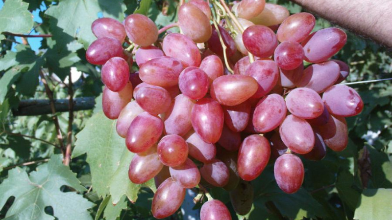 Розовый виноград Гелиос