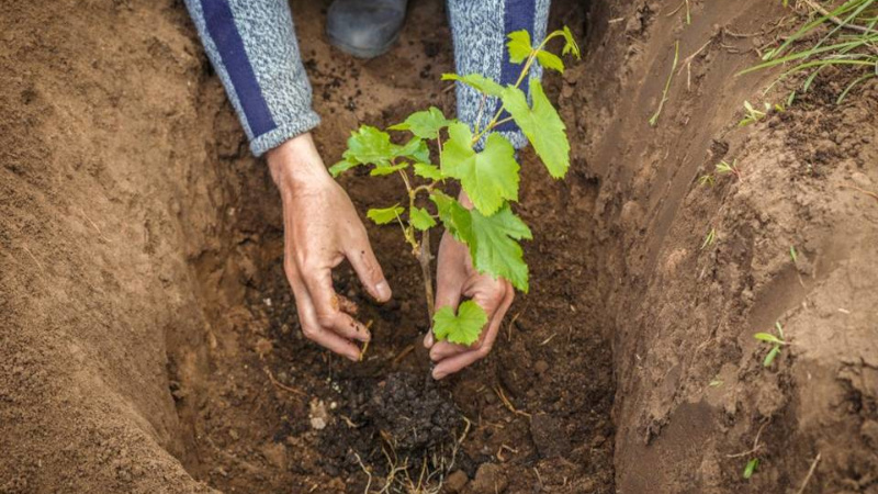 Посадка винограда