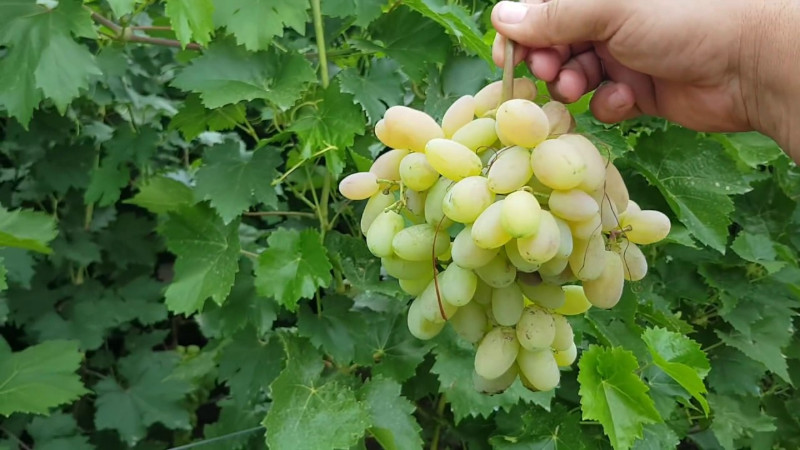 Гроздь винограда Преображение