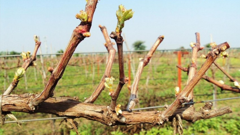 Виноград после обрезки