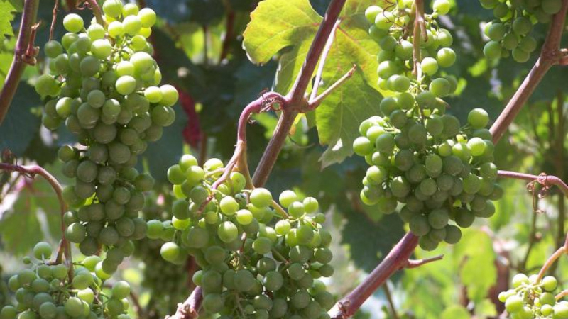 Зеленые гроздья винограда