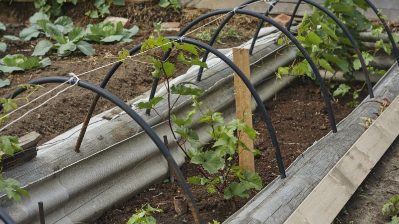 Грядка винограда