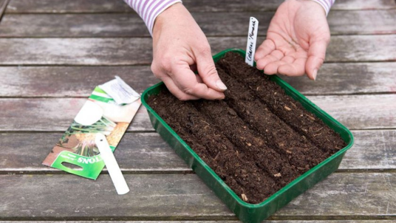 Выращивание сельдерея: как правильно высадить рассаду в грунт