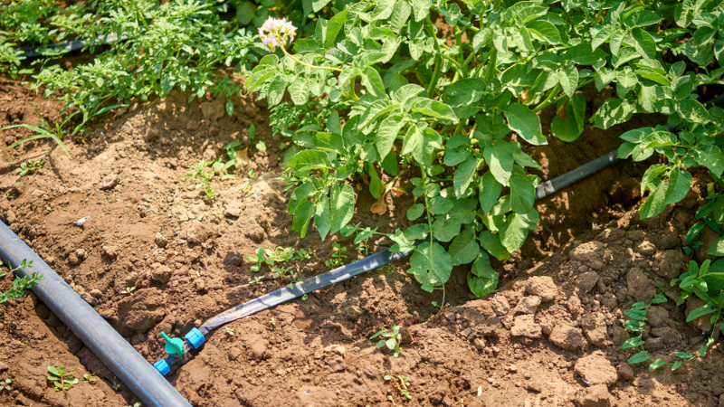 Капельный полив в огороде