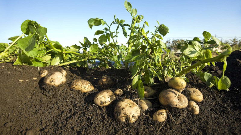 Картофельная грядка