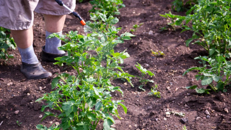 Обработка картофеля