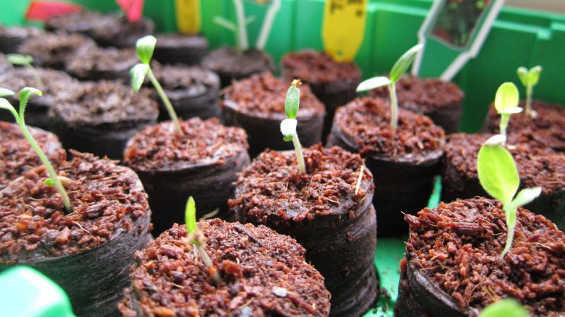 Посев семян перца