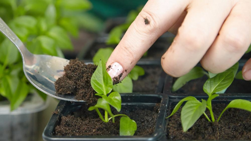 Пикировка перца « width=»800