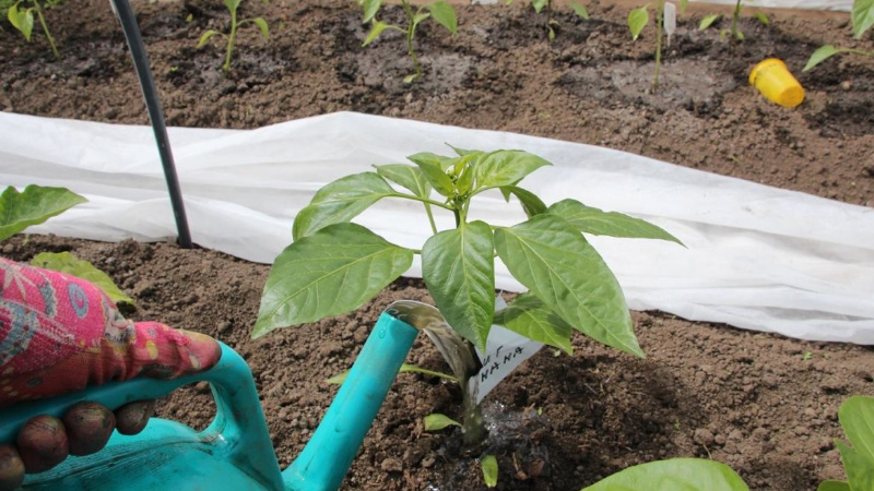 Полив молодого перца