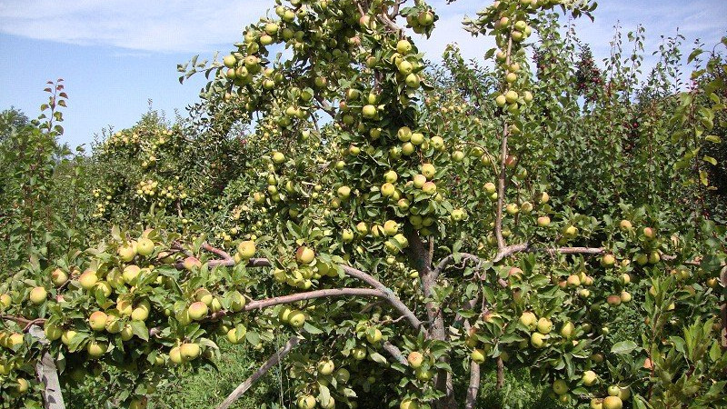 Дерево Белый налив