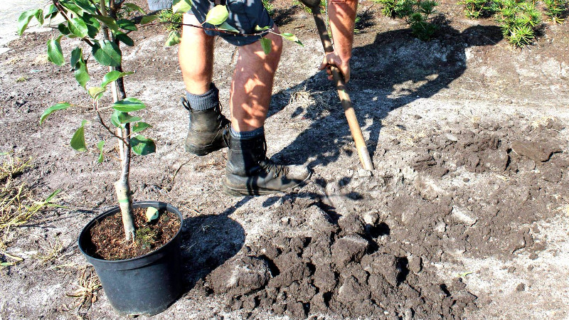 Мужчина сажает дерево