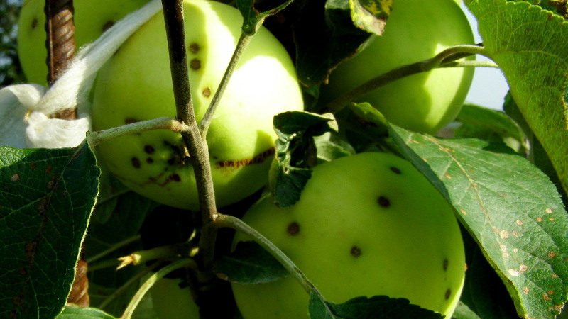 Яблочки с точками