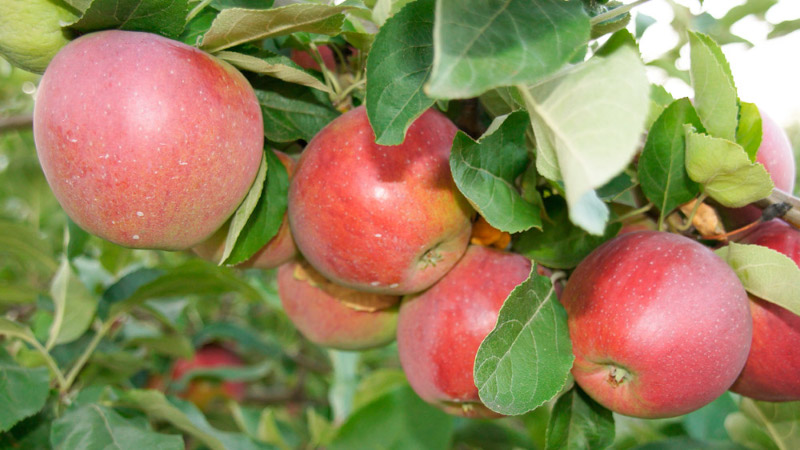 Яблоки Беркутовка