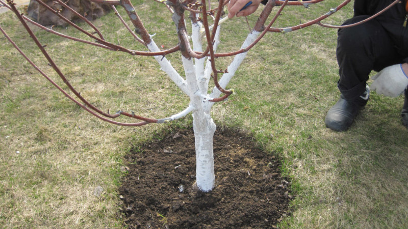 Саженец яблони