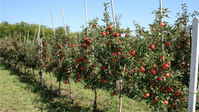 Яблони « width=»800