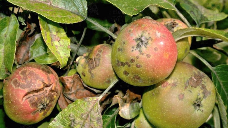 Парша на яблоне