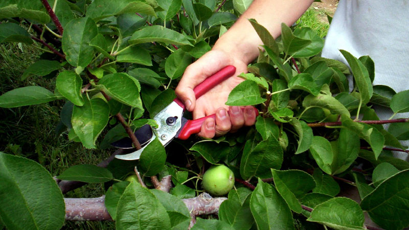 Обрезка яблони