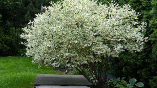 Дерен пестролистный - универсальное декоративное растение