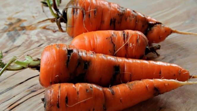 Как защитить морковь от морковной мухи